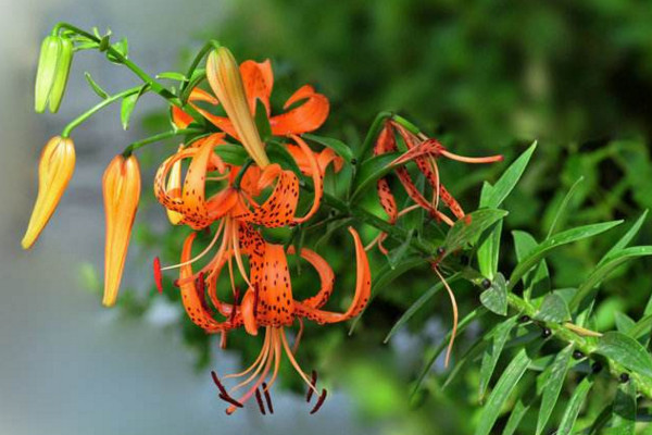 卷丹百合怎么养,分享卷丹百合养殖5大要点