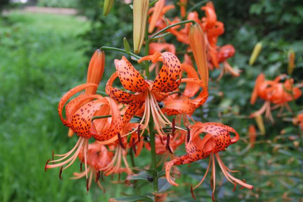 卷丹百合怎么养,分享卷丹百合养殖5大要点