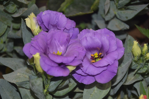 洋桔梗怎么繁殖,可以使用播种、扦插两种方法进行