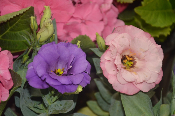 洋桔梗怎么繁殖,可以使用播种、扦插两种方法进行