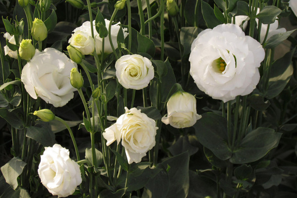 洋桔梗怎么繁殖,可以使用播种、扦插两种方法进行