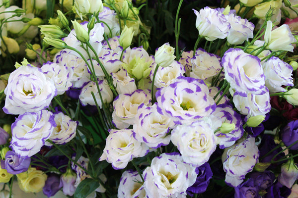 洋桔梗怎么繁殖,可以使用播种、扦插两种方法进行