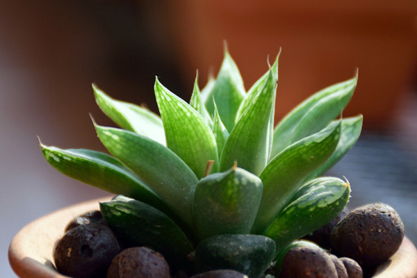 玉露秋天怎么养,保证水分充足