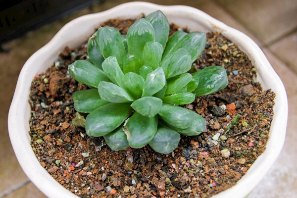 玉露秋天怎么养,保证水分充足