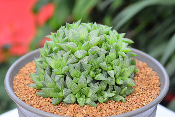 玉露秋天怎么养,保证水分充足