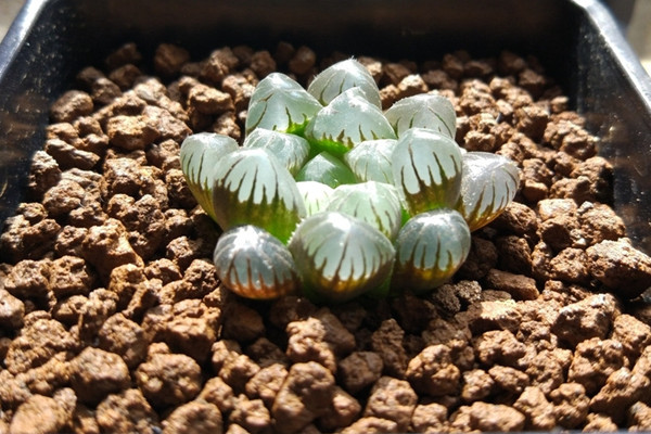 玉露秋天怎么养,保证水分充足