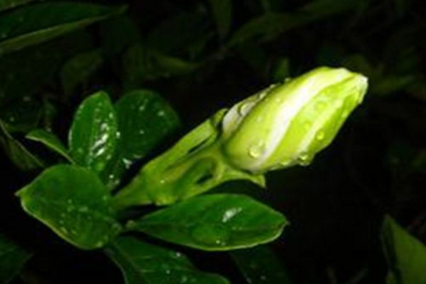 硫酸亚铁对植物的作用，主要是调整土壤酸碱度