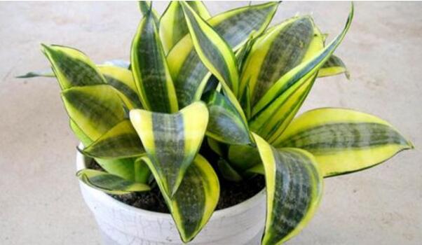 什么花可以净化空气,强烈推荐吊兰以及芦荟