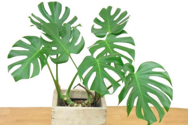 什么花可以净化空气,强烈推荐吊兰以及芦荟