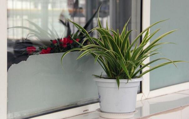 什么花可以净化空气,强烈推荐吊兰以及芦荟