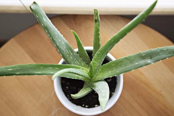 什么花可以净化空气,强烈推荐吊兰以及芦荟