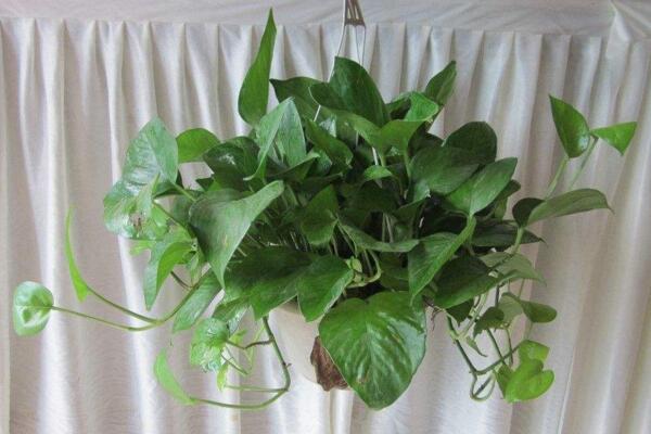 什么花可以净化空气,强烈推荐吊兰以及芦荟