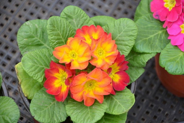 北方春天适合种什么花,种一些耐寒性较好的花