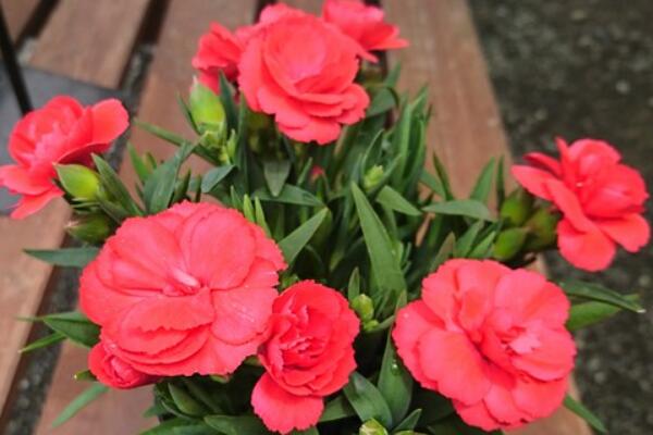 北方春天适合种什么花,种一些耐寒性较好的花