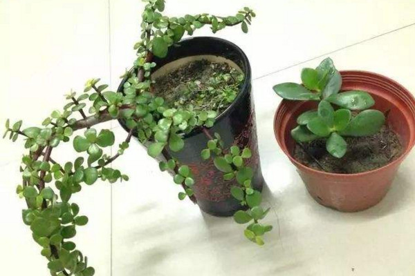 金枝玉叶什么时候扦插，春秋季扦插最合适