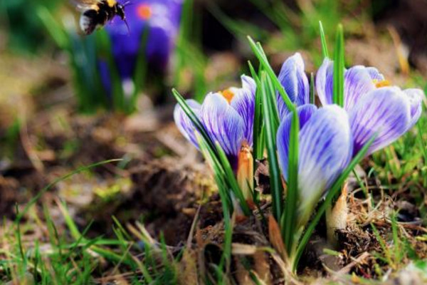 番红花开花后怎么办，挖去种球并保存