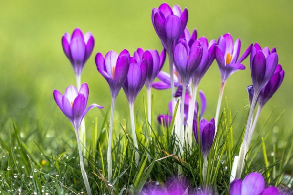 番红花开花后怎么办，挖去种球并保存