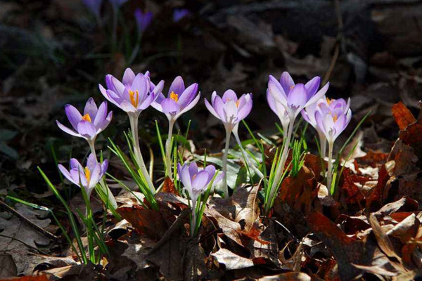 番红花开花后怎么办，挖去种球并保存