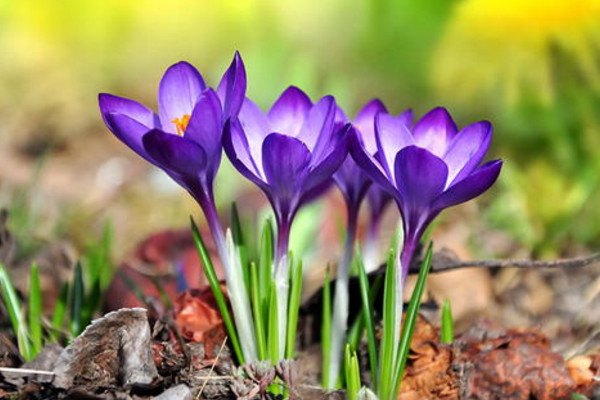 番红花开花后怎么办，挖去种球并保存