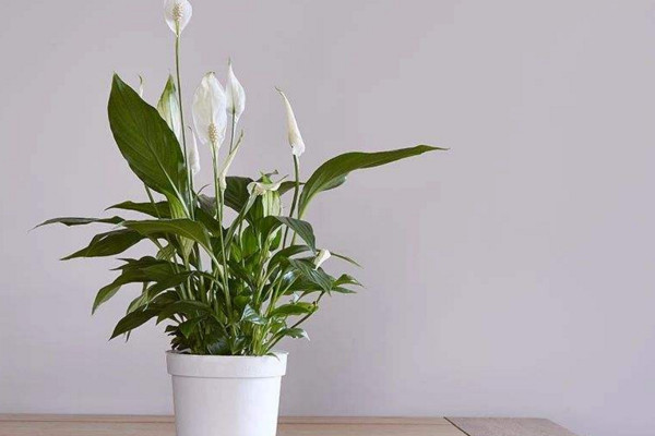 冬天白掌叶子下垂变软，可能是因为温度过低导致