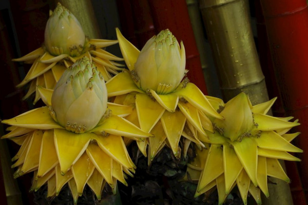 地涌金莲怎么养,4步教你养好地涌金莲