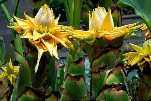 地涌金莲怎么养,4步教你养好地涌金莲