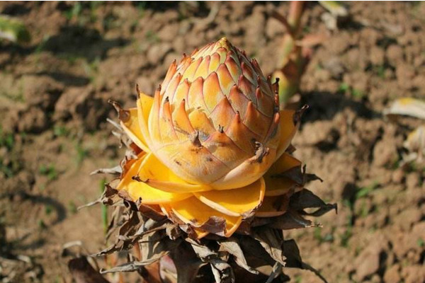 地涌金莲怎么养,4步教你养好地涌金莲