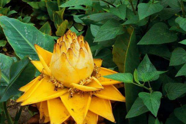 地涌金莲怎么养,4步教你养好地涌金莲