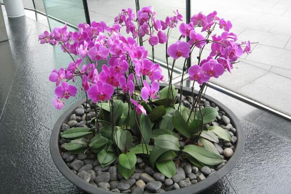 给盆栽浇水要注意什么,注意水质以及水温