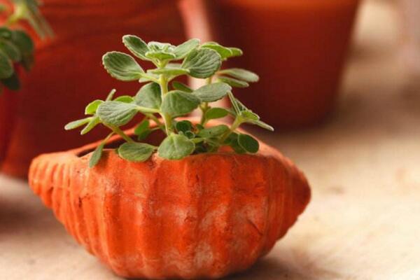 给盆栽浇水要注意什么,注意水质以及水温