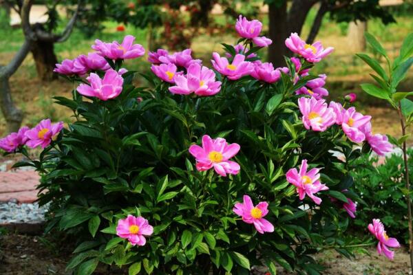 给盆栽浇水要注意什么,注意水质以及水温