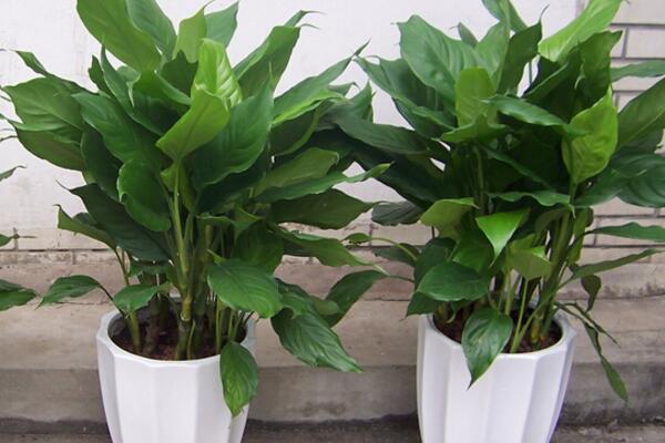 给盆栽浇水要注意什么,注意水质以及水温