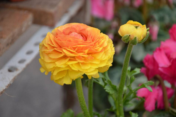 花毛茛花期怎么养，控制好环境温度并适当施肥