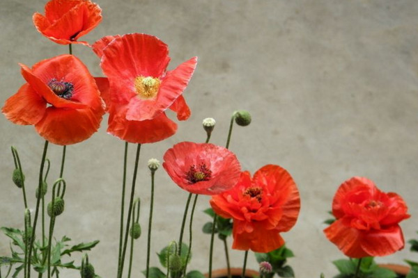 虞美人什么时候开花，花期在每年的3~8月