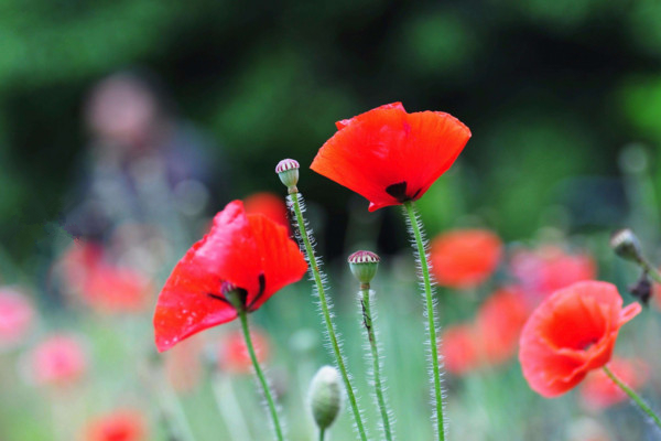 虞美人什么时候开花，花期在每年的3~8月