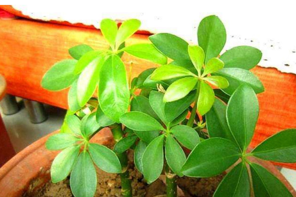 鹅掌木是发财树吗,这是两种不同的植物