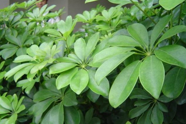 鹅掌木是发财树吗,这是两种不同的植物