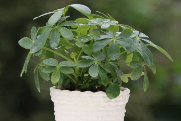 鹅掌木是发财树吗,这是两种不同的植物