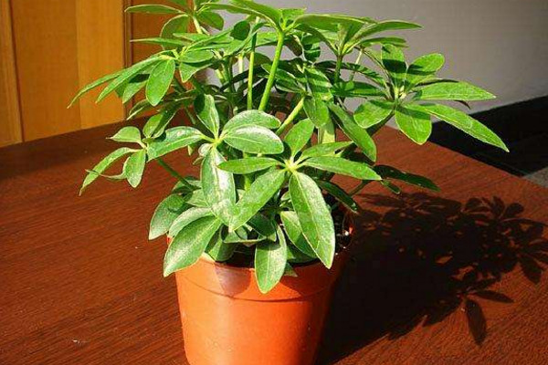 鹅掌木是发财树吗,这是两种不同的植物