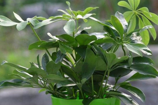 鹅掌木是发财树吗,这是两种不同的植物