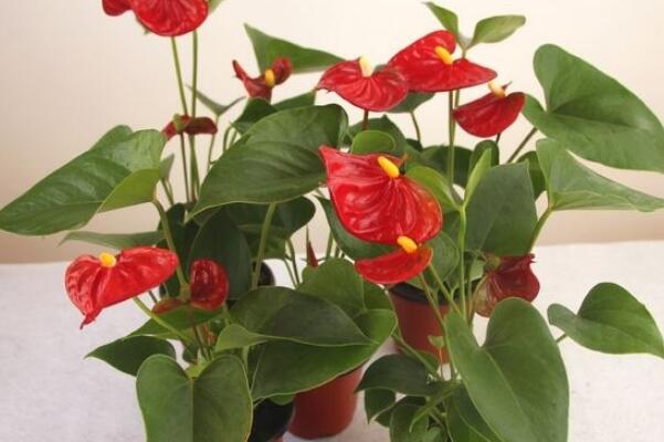 花烛怎么养，做好以下4点最为关键