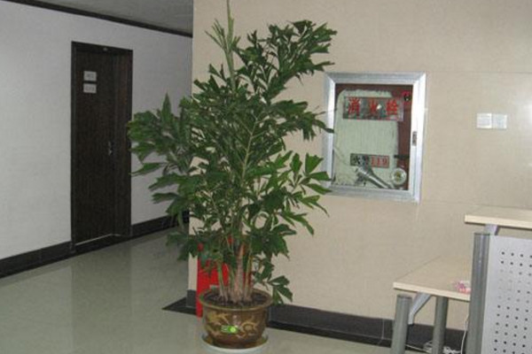 鱼尾葵怎么养,适宜的土壤以及充足的光照