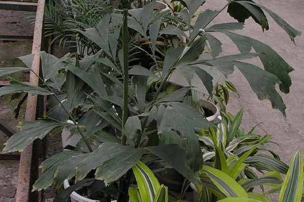 鱼尾葵怎么养,适宜的土壤以及充足的光照