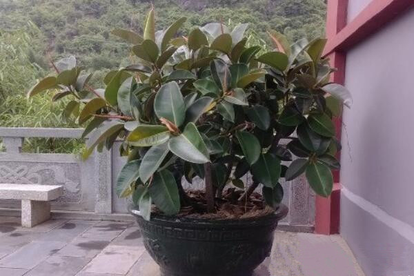 印度榕怎么养,保证光照、水分充足