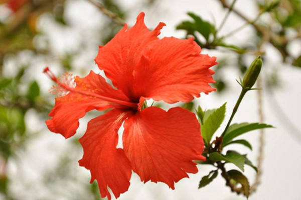 木槿花和扶桑花的区别，通过以下4点进行区分