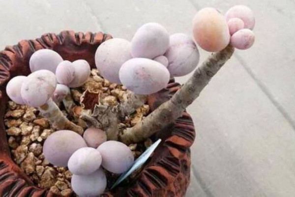 奶酪多肉怎么养,控制温度以及光照是关键