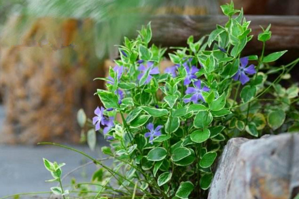 耐阴爬藤植物有哪些