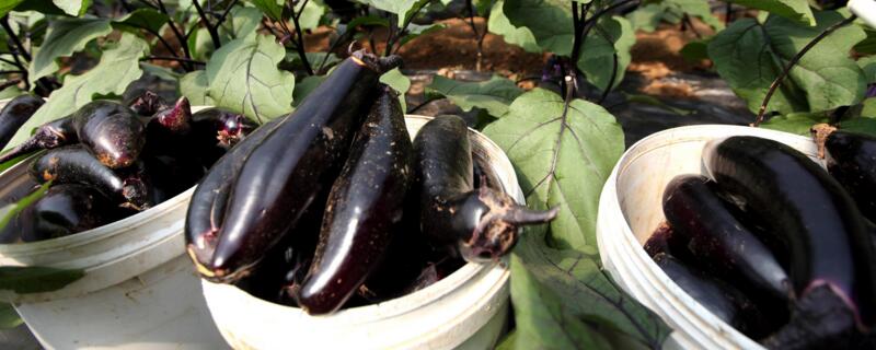 适合春天种的农作物