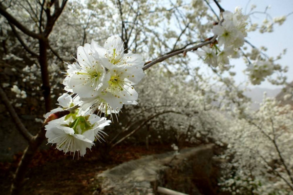 樱桃花有没有红色的