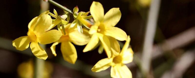 迎春花是完全花吗